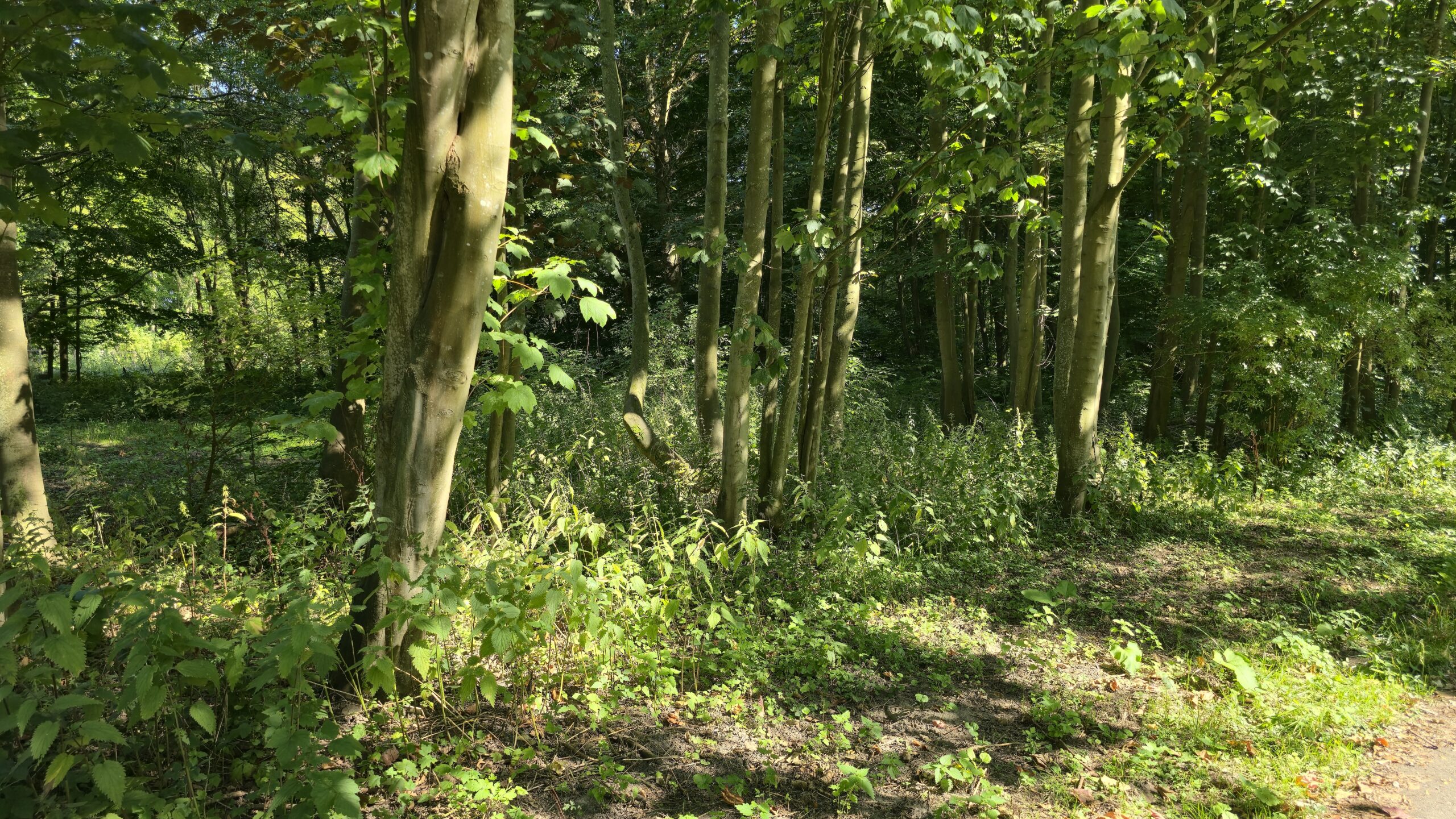 Kogelhulzen gevonden in Ruigeplaatbos Hoogvliet