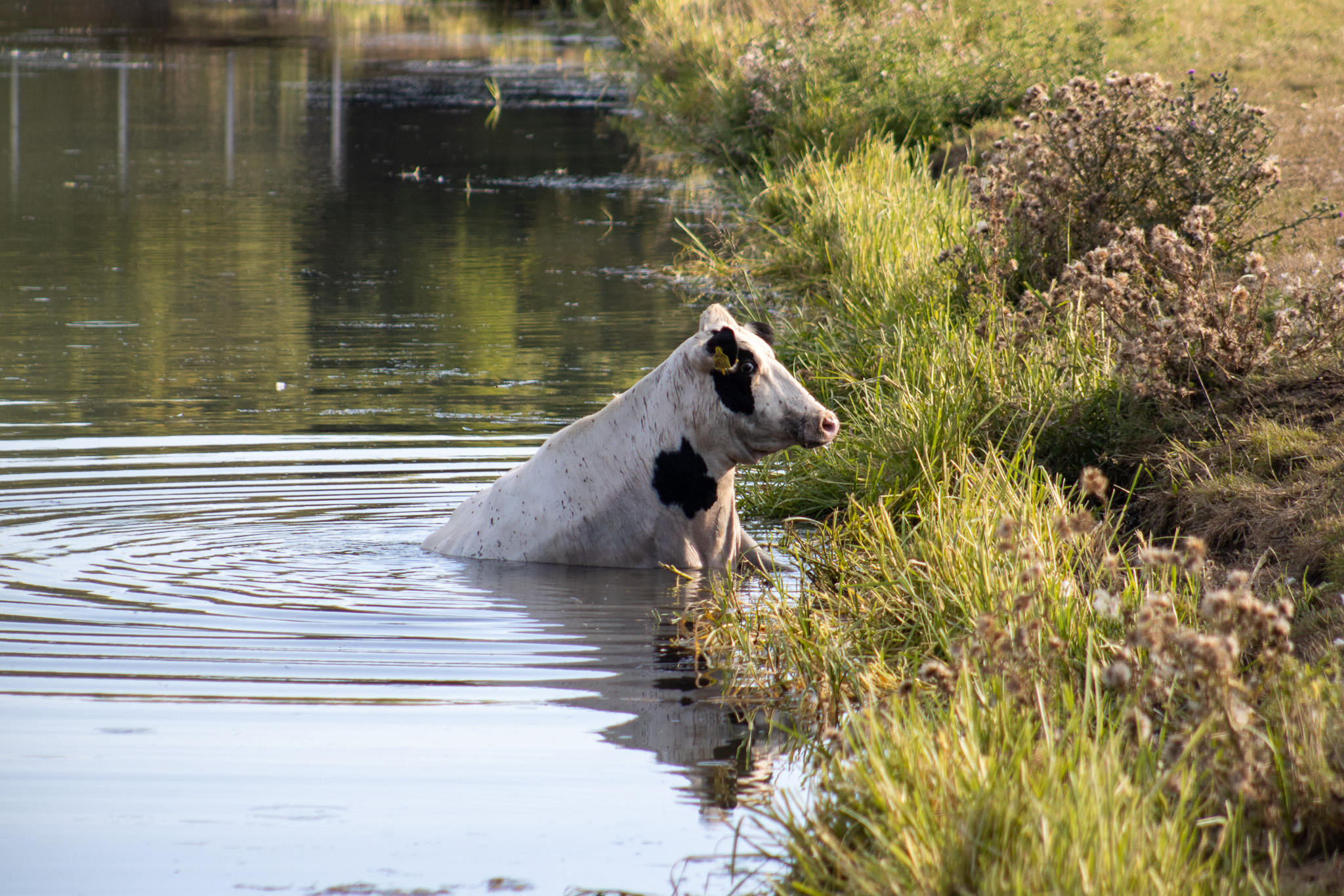 Koe te water aan Malledijk Spijkenisse